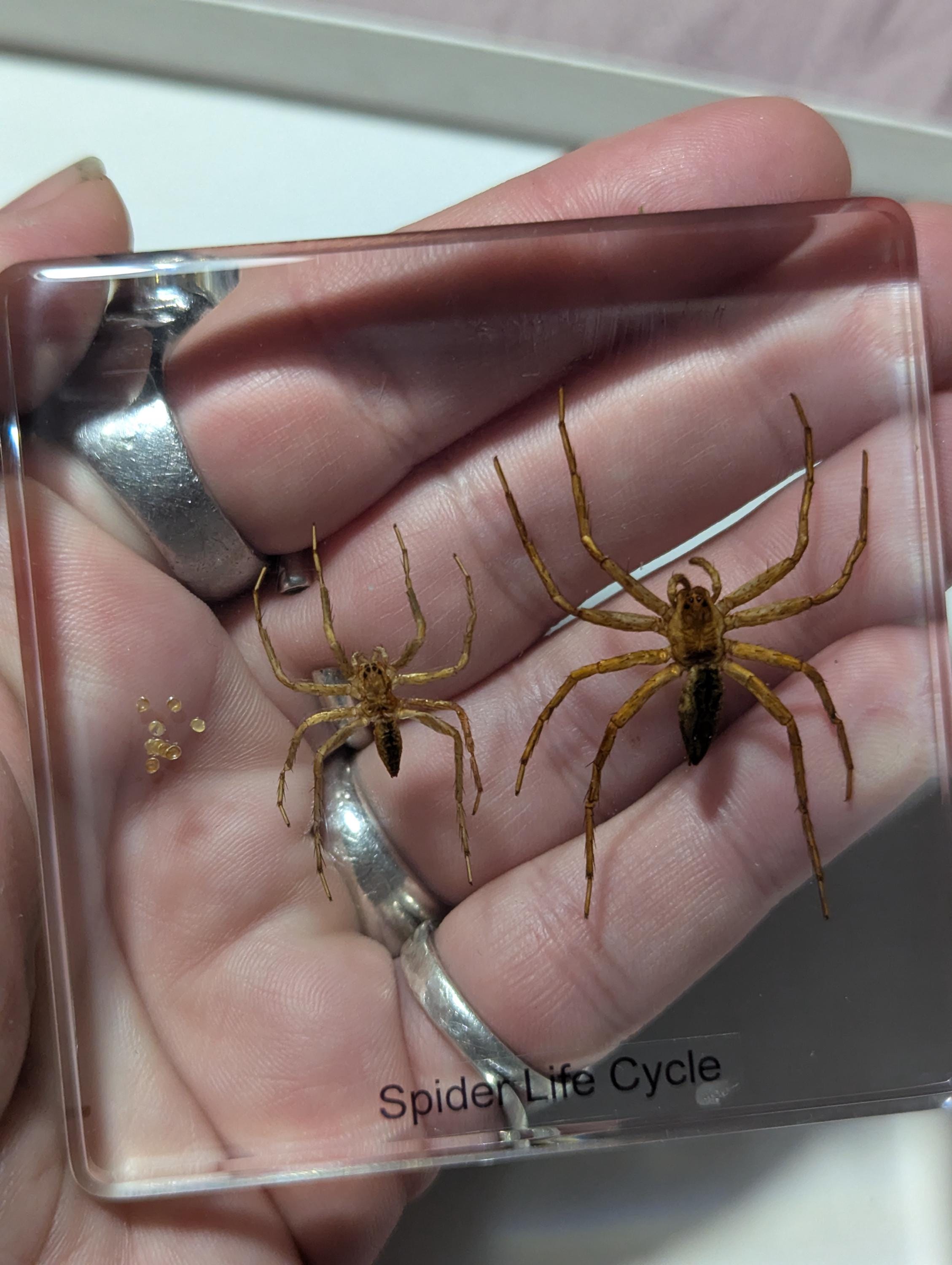 Lifecycle of a Spider, Preserved in Resin, Collectible Modern Day Fossil
