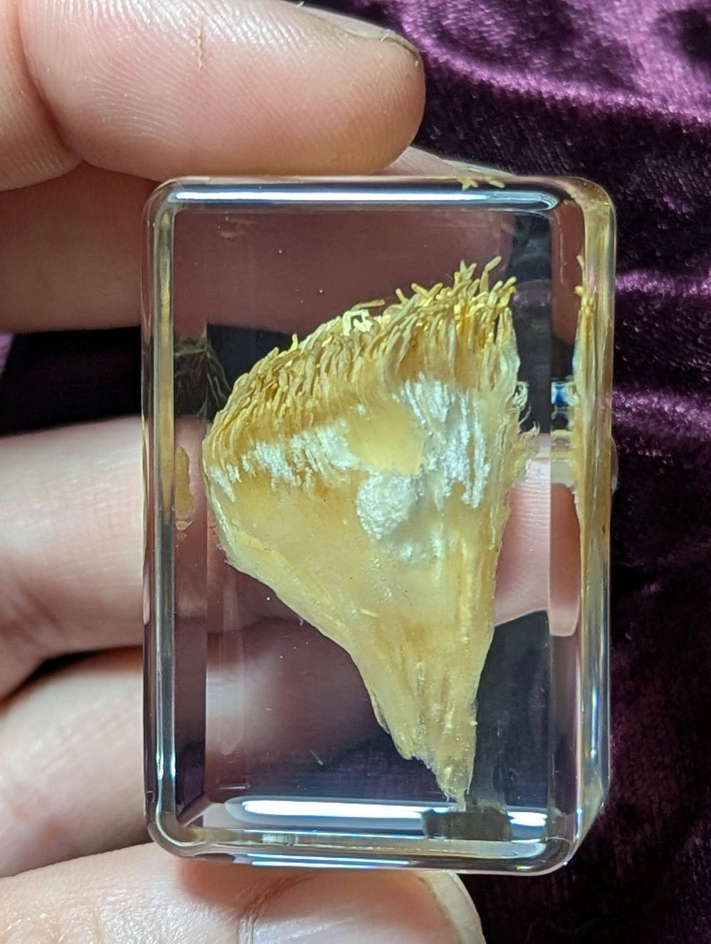 Lions Mane Mushroom, Preserved in Resin, Collectible Modern Day Fossil