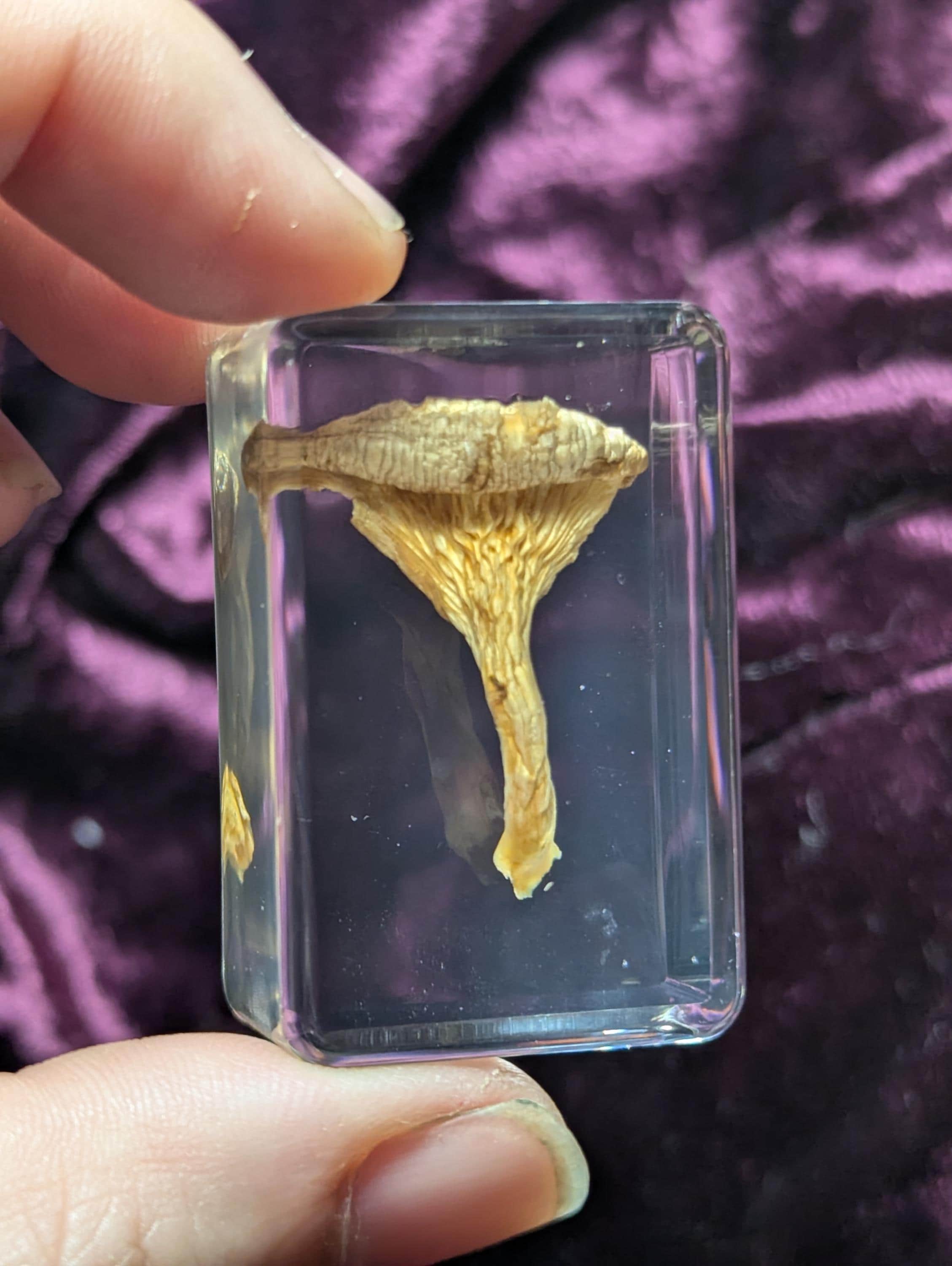 Pleurotus ostreatus" Oyster Mushroom, Preserved in Resin, Collectible Modern Day Fossil