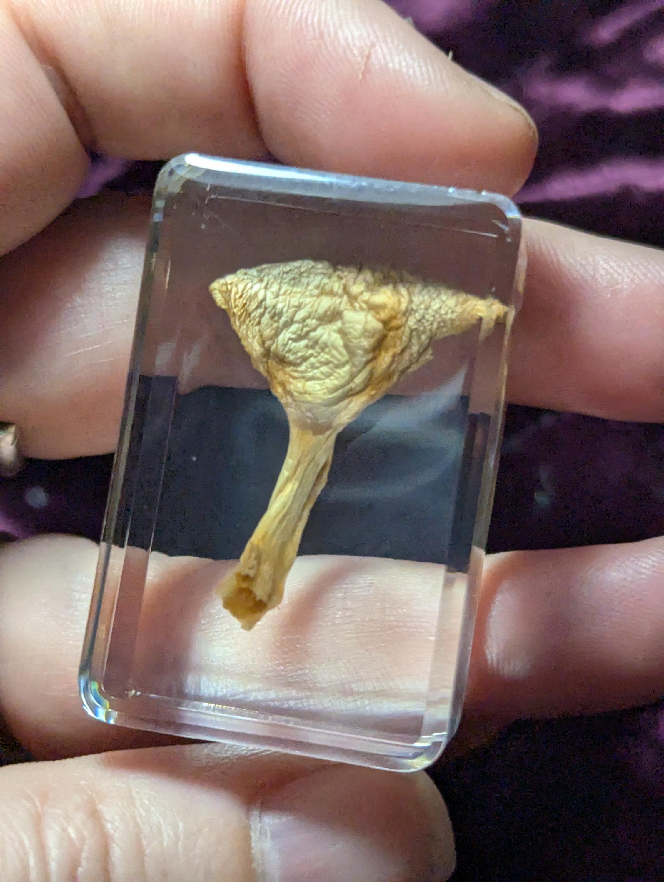 Pleurotus ostreatus" Oyster Mushroom, Preserved in Resin, Collectible Modern Day Fossil