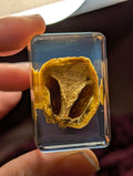 Volvariella volvacea" Chinese Straw Mushroom, Preserved in Resin, Collectible Modern Day Fossil