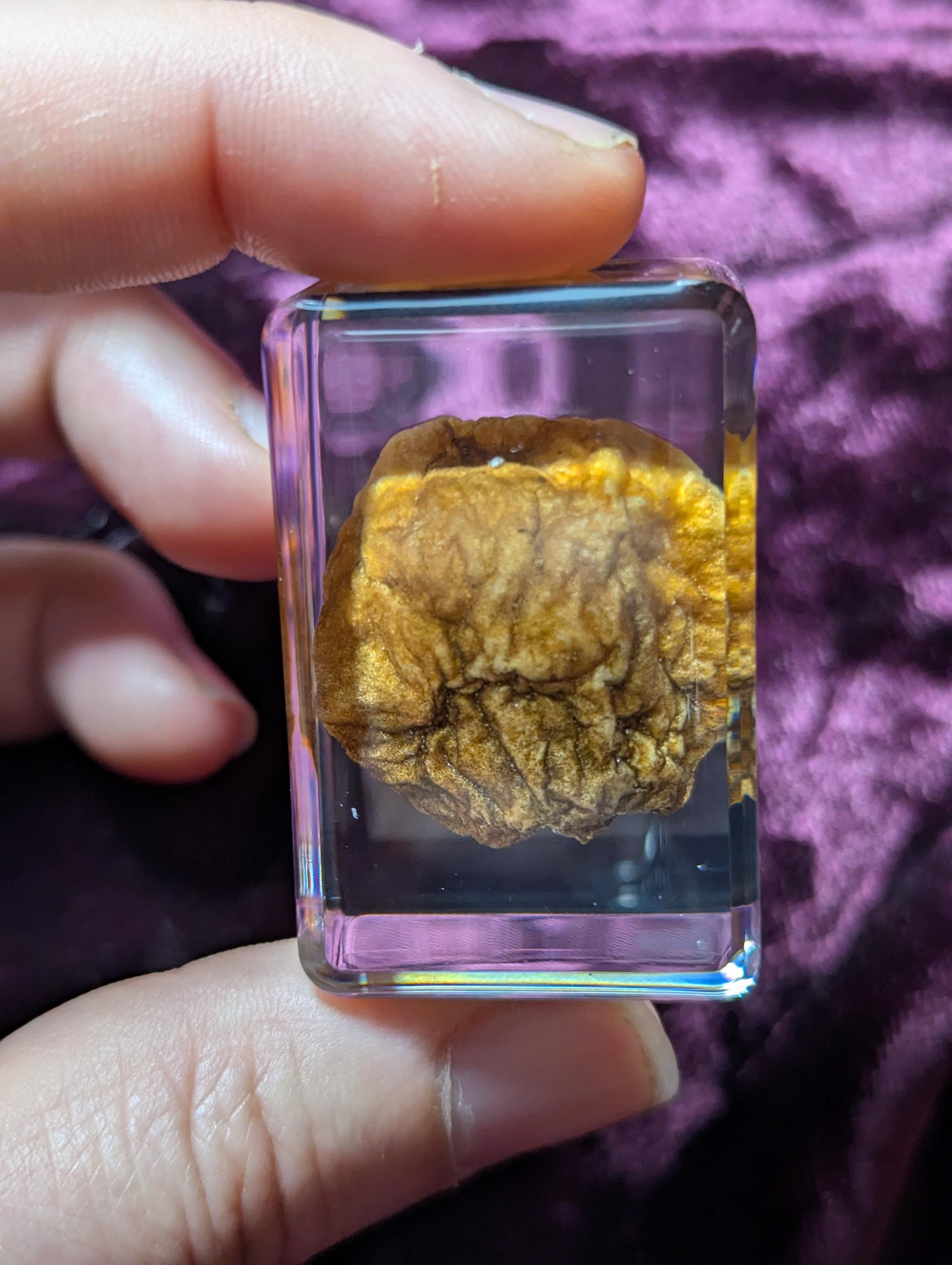 Volvariella volvacea" Chinese Straw Mushroom, Preserved in Resin, Collectible Modern Day Fossil