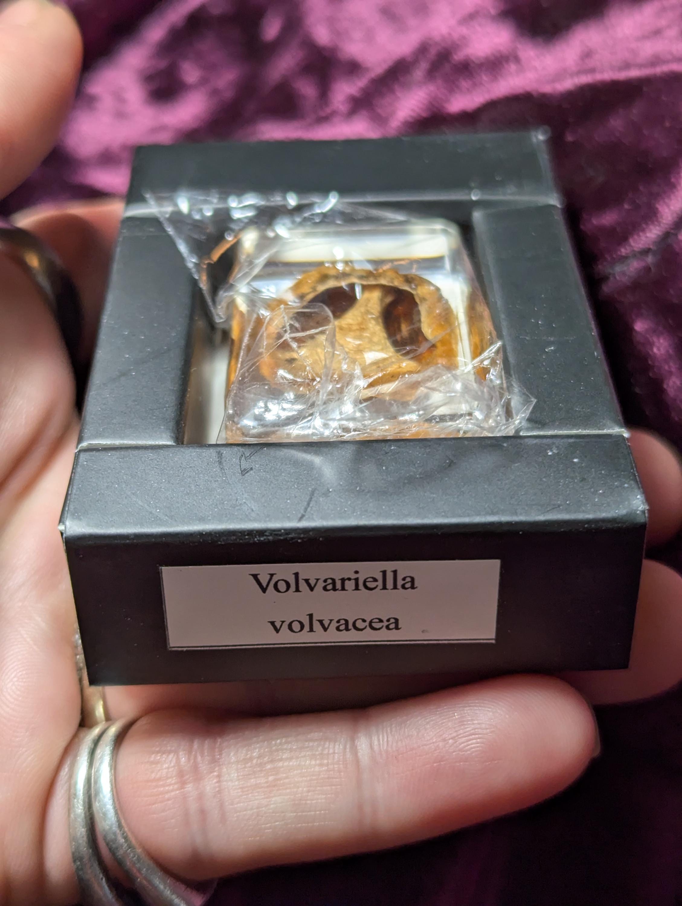 Volvariella volvacea" Chinese Straw Mushroom, Preserved in Resin, Collectible Modern Day Fossil