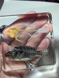 Real Fish and Fish Skeleton, Preserved in Resin, Collectible Modern Day Fossil