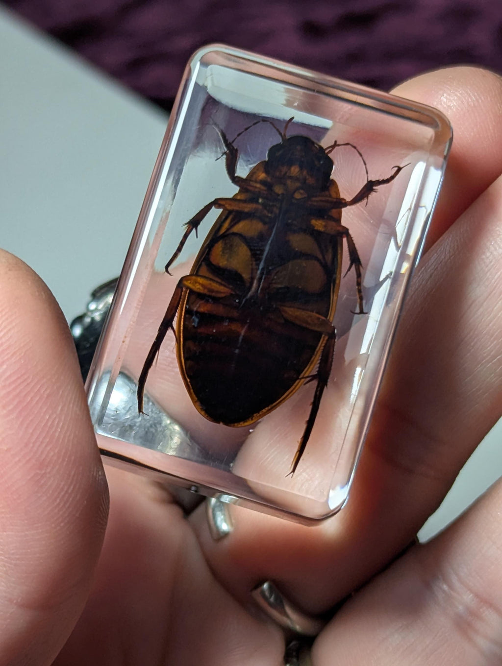 Water Beetle Preserved in Resin, Collectible Modern Day Fossil