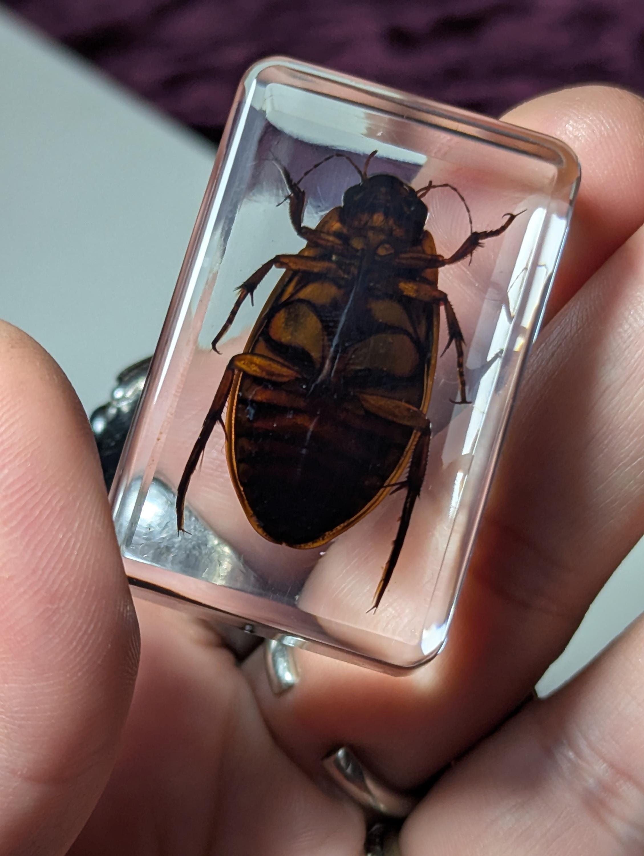 Water Beetle Preserved in Resin, Collectible Modern Day Fossil