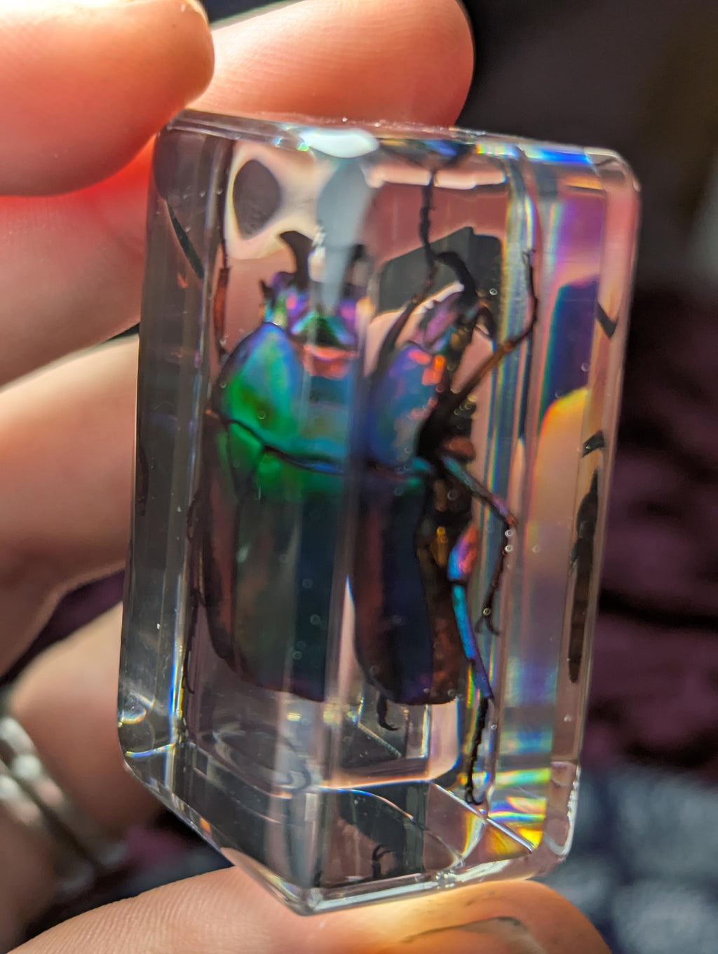 Green Rainbow Beetle, Trigonophorus rothschildi, Preserved in Resin, Collectible Modern Day Fossil