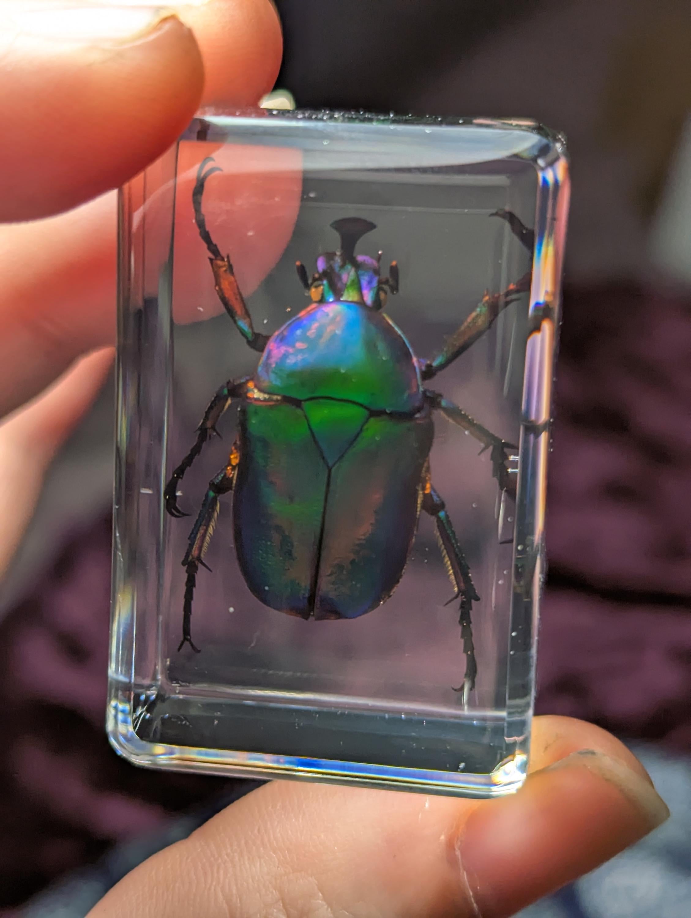 Green Rainbow Beetle, Trigonophorus rothschildi, Preserved in Resin, Collectible Modern Day Fossil
