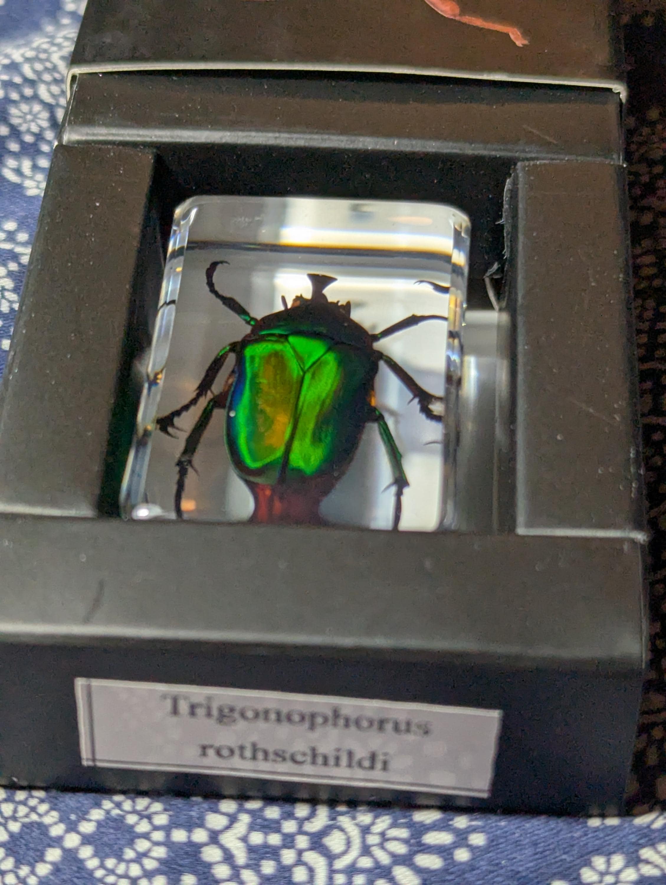 Green Rainbow Beetle, Trigonophorus rothschildi, Preserved in Resin, Collectible Modern Day Fossil
