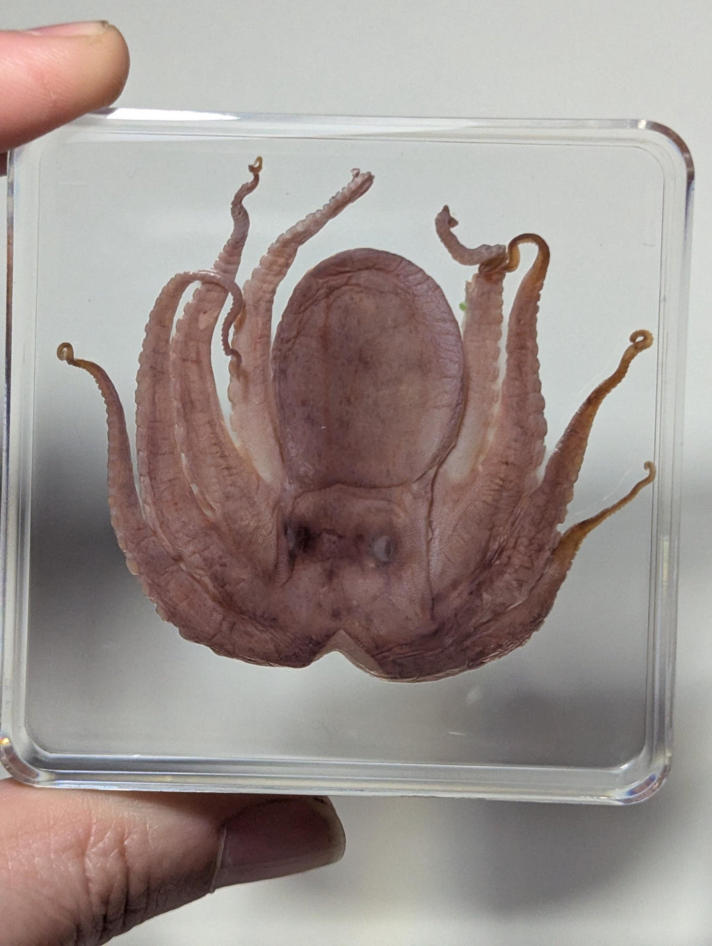 Octopus , Preserved in Resin, Collectible Modern Fossil