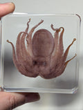 Octopus , Preserved in Resin, Collectible Modern Fossil