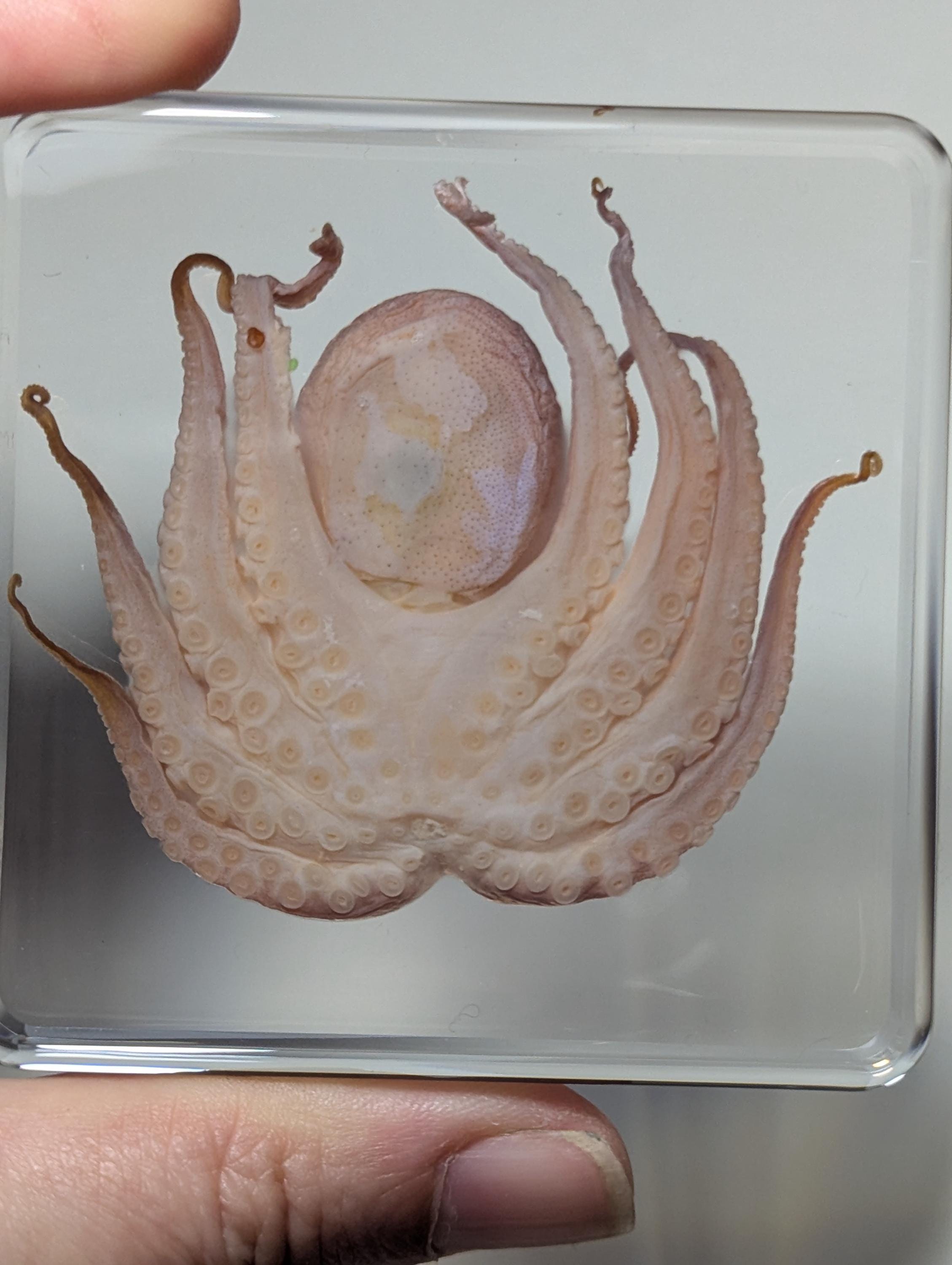 Octopus , Preserved in Resin, Collectible Modern Fossil