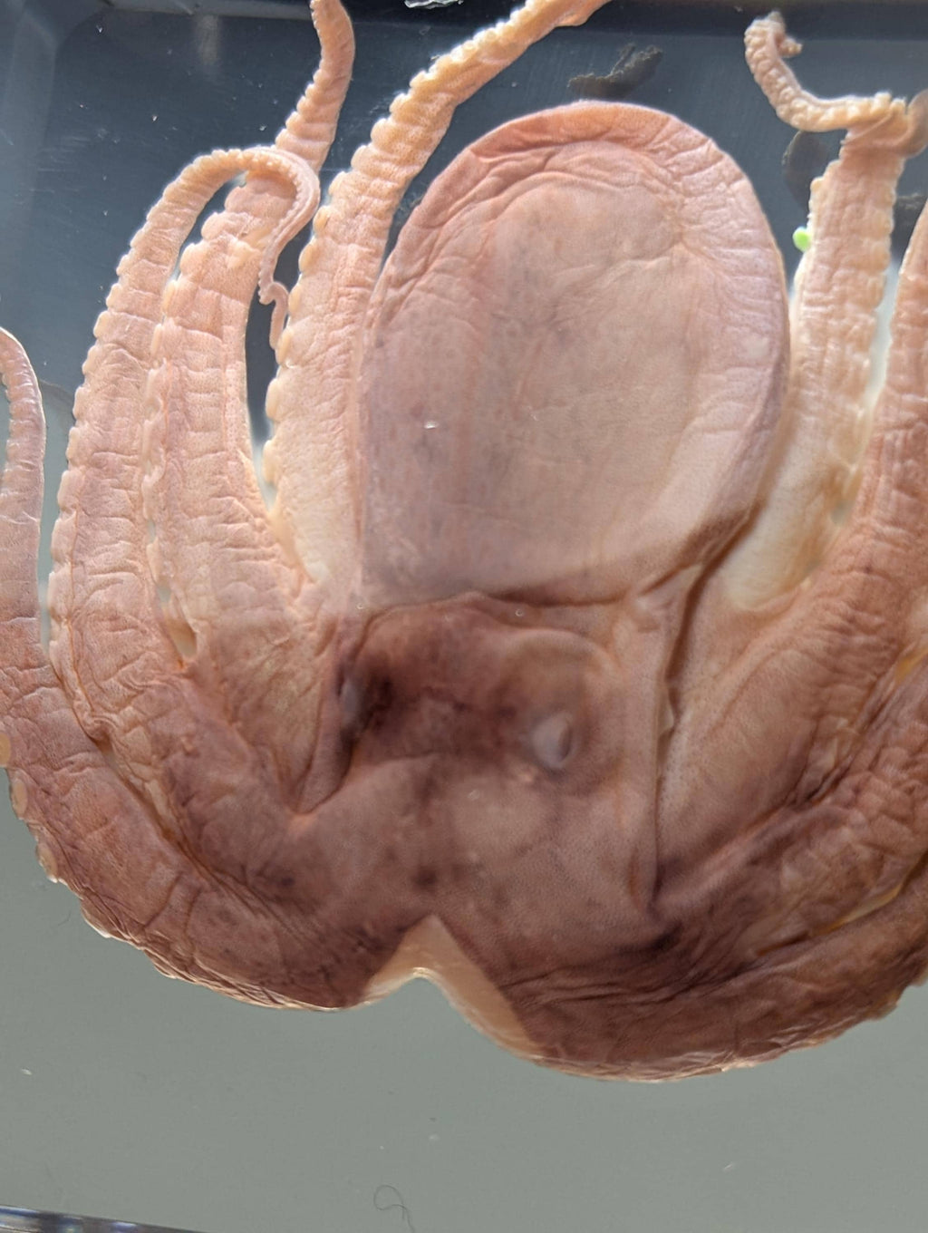 Octopus , Preserved in Resin, Collectible Modern Fossil