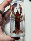 Large Crawfish, Preserved in Resin, Collectible Modern Day Fossil