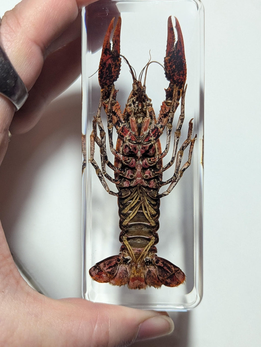 Large Crawfish, Preserved in Resin, Collectible Modern Day Fossil
