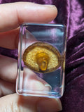 Lentinula edodes, Shiitake Mushroom, Preserved in Resin, Collectible Modern Day Fossil