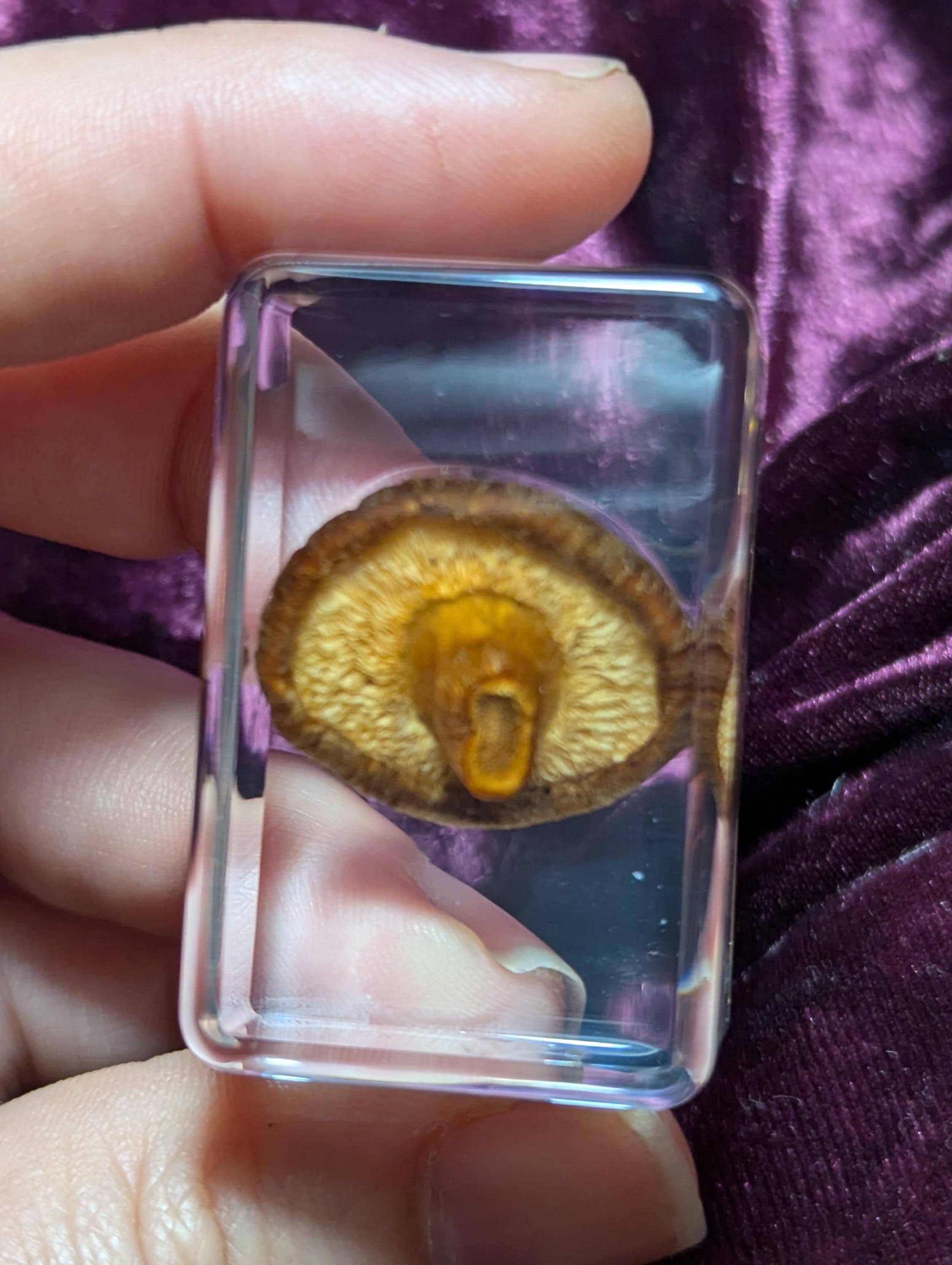 Lentinula edodes, Shiitake Mushroom, Preserved in Resin, Collectible Modern Day Fossil