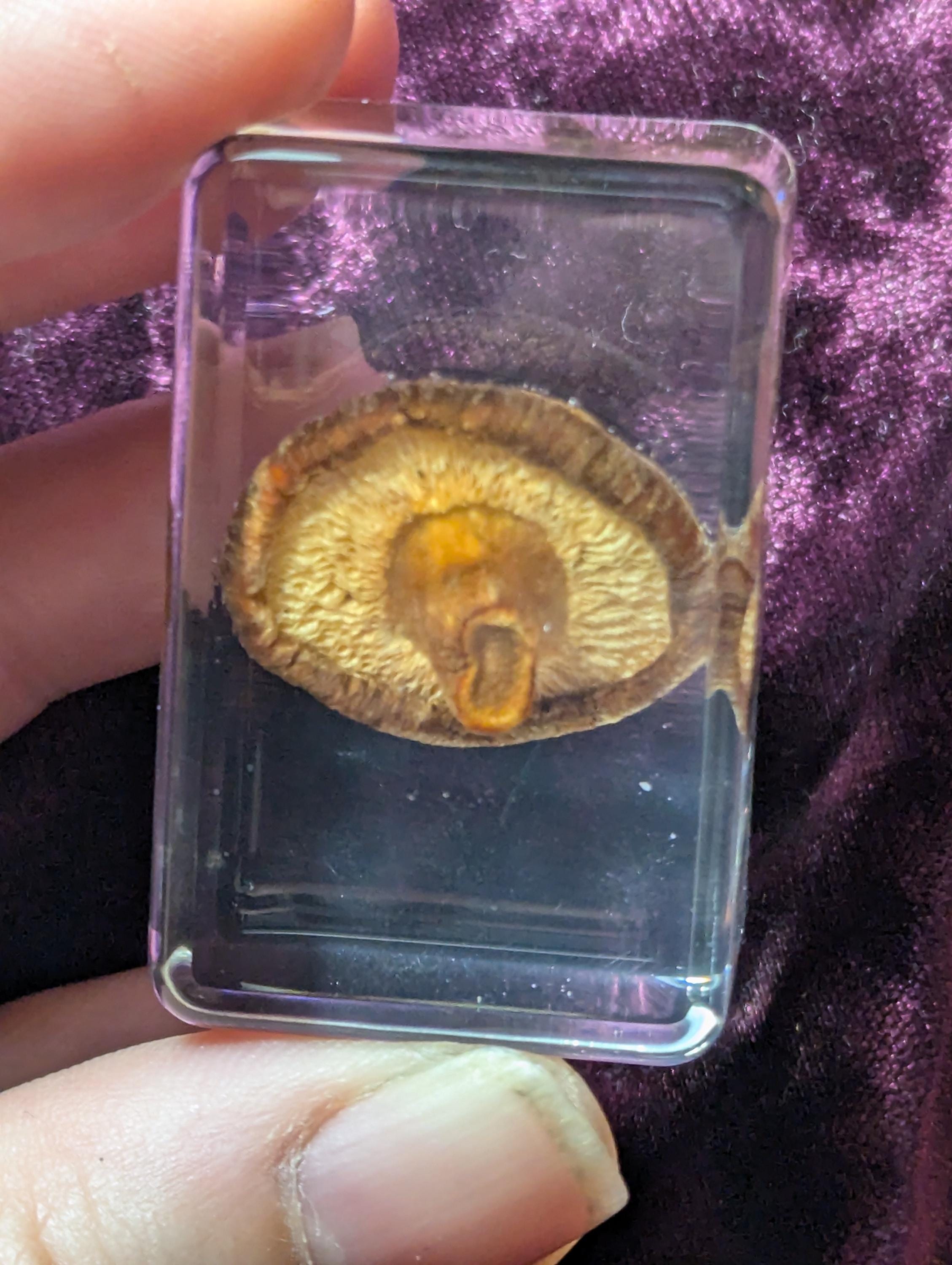 Lentinula edodes, Shiitake Mushroom, Preserved in Resin, Collectible Modern Day Fossil