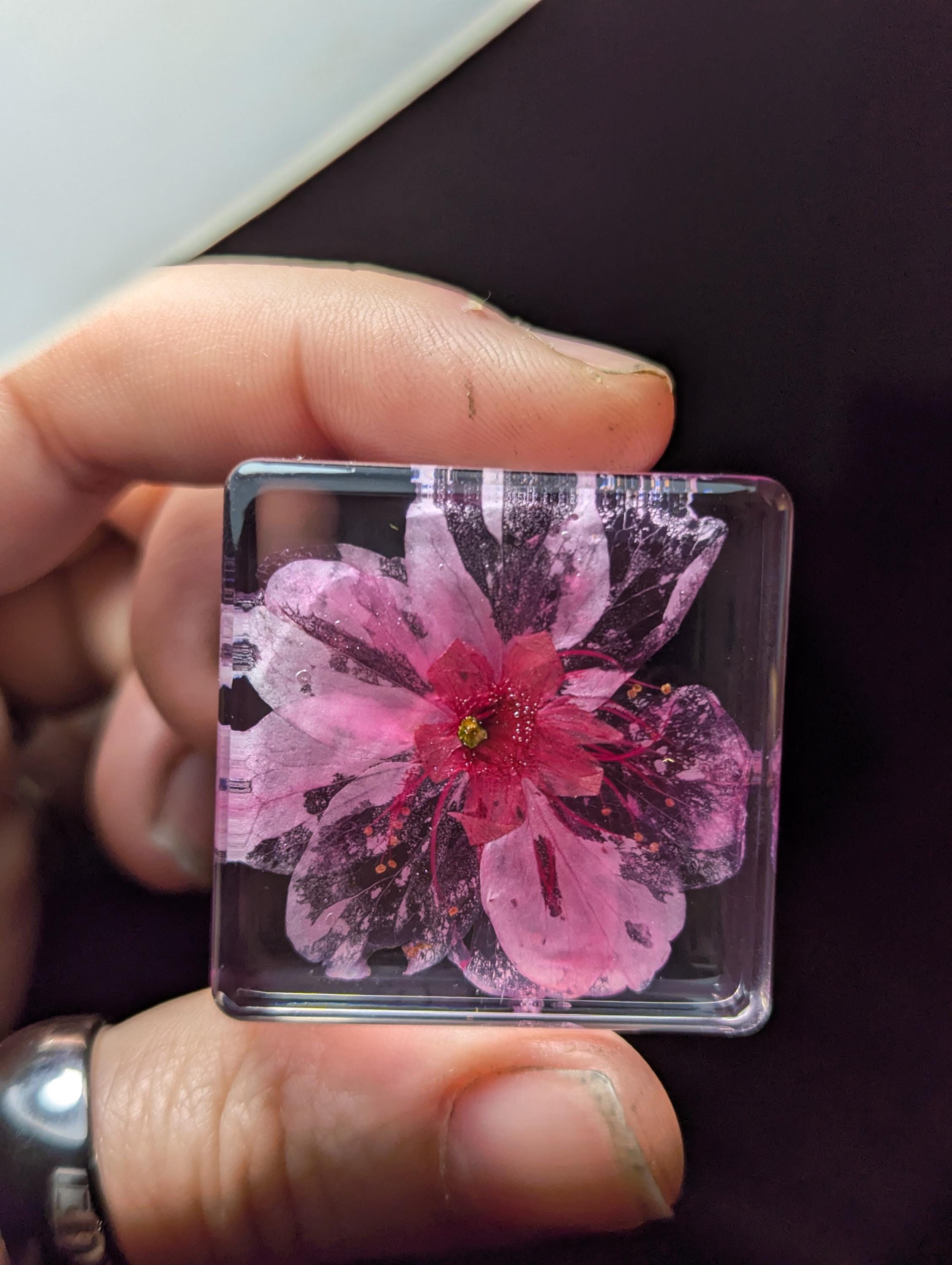 Cherry Blossom Flower , Preserved in Resin, Collectible Modern Day Plant Fossil