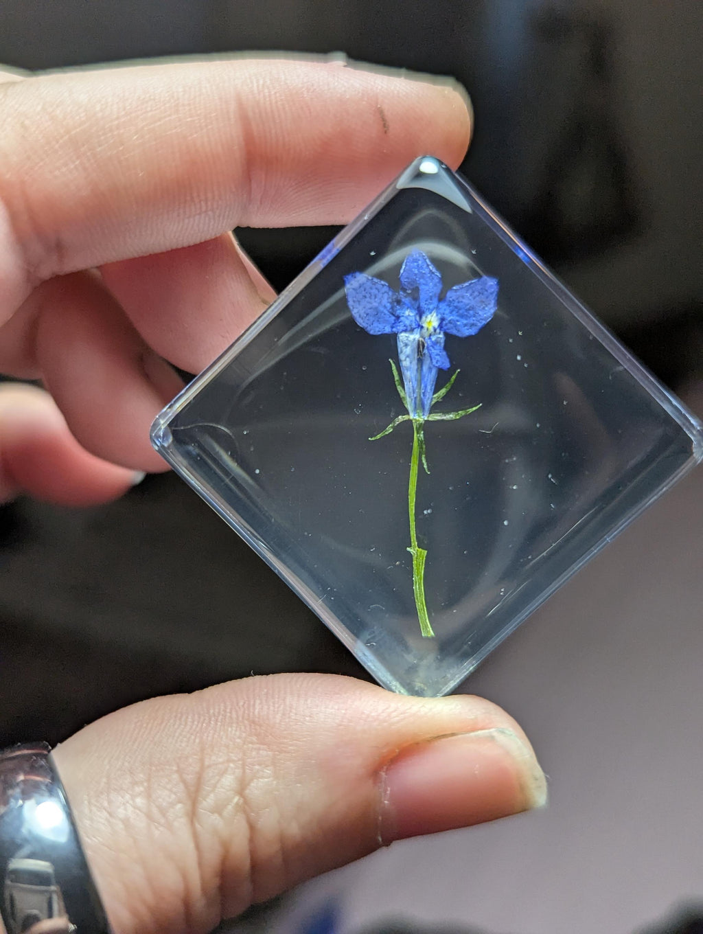 Lobelia Flower , Preserved in Resin, Collectible Modern Day Plant Fossil