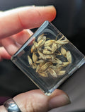 Malt Plant , Preserved in Resin, Collectible Modern Day Plant Fossil