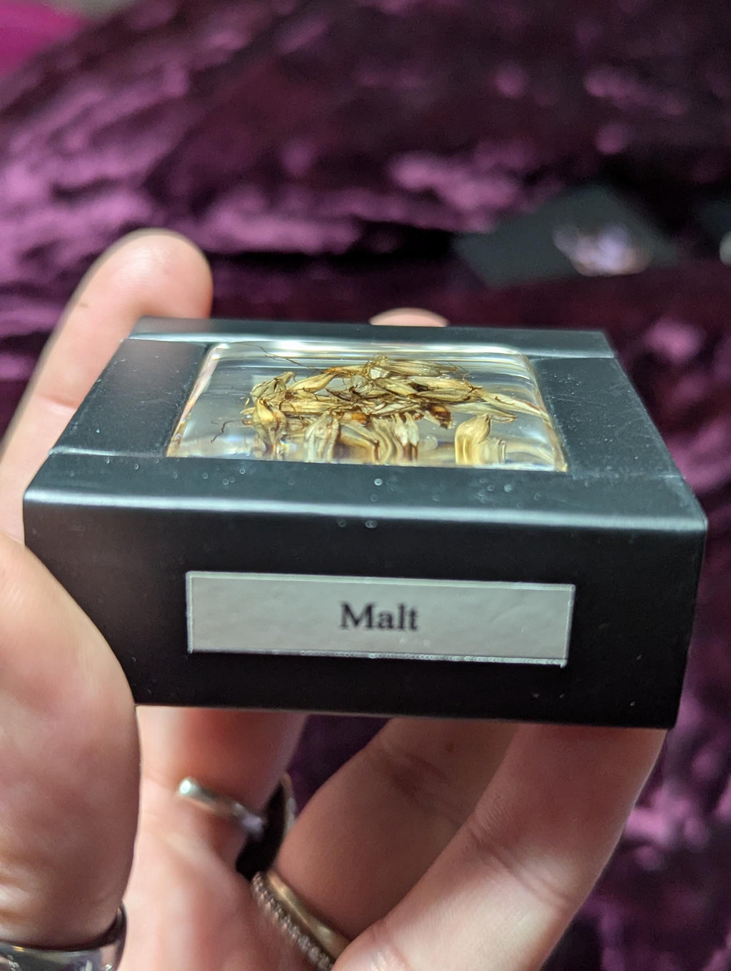 Malt Plant , Preserved in Resin, Collectible Modern Day Plant Fossil