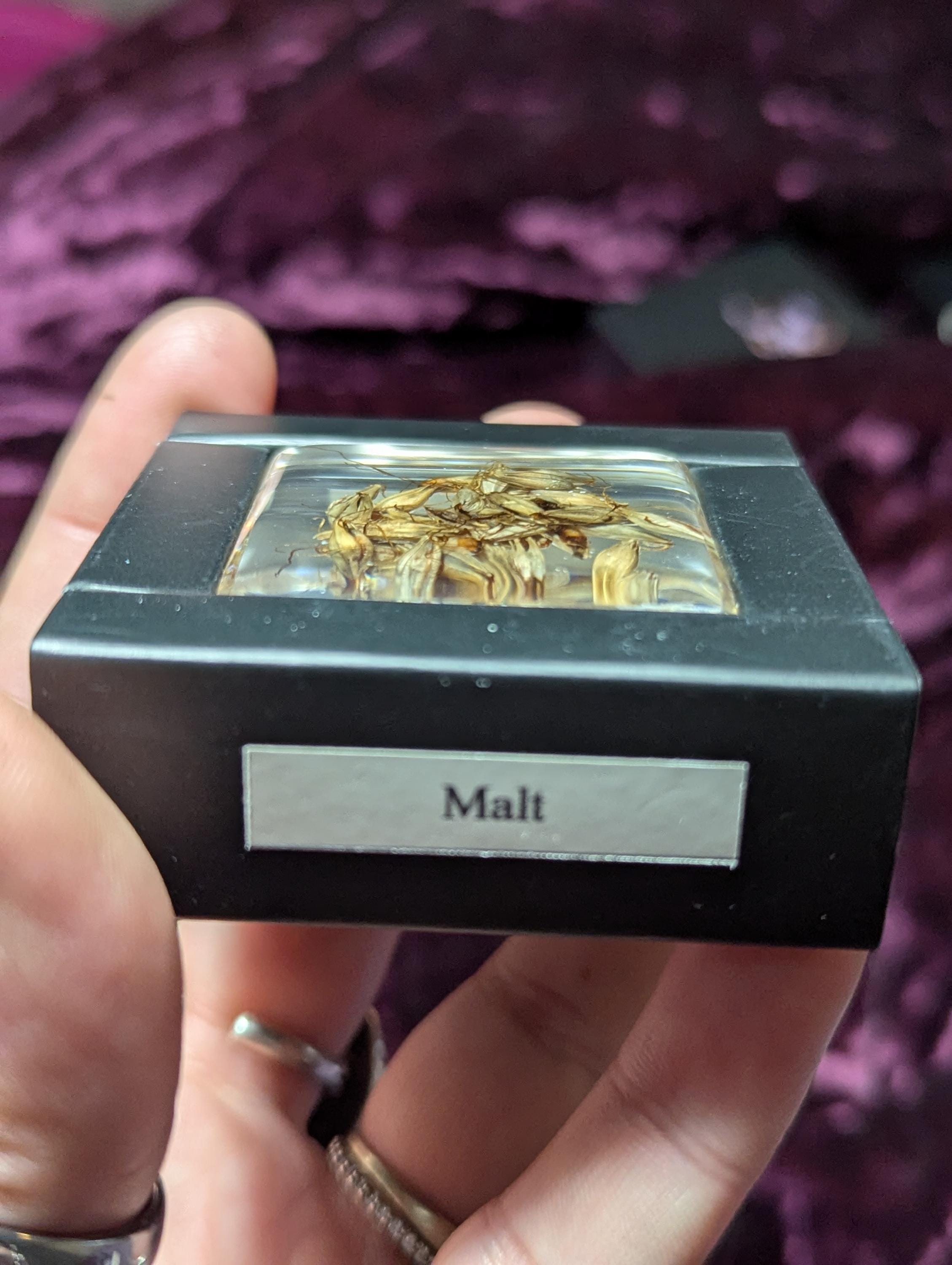 Malt Plant , Preserved in Resin, Collectible Modern Day Plant Fossil