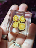 Licorice Root, Preserved in Resin, Collectible Modern Day Plant Fossil