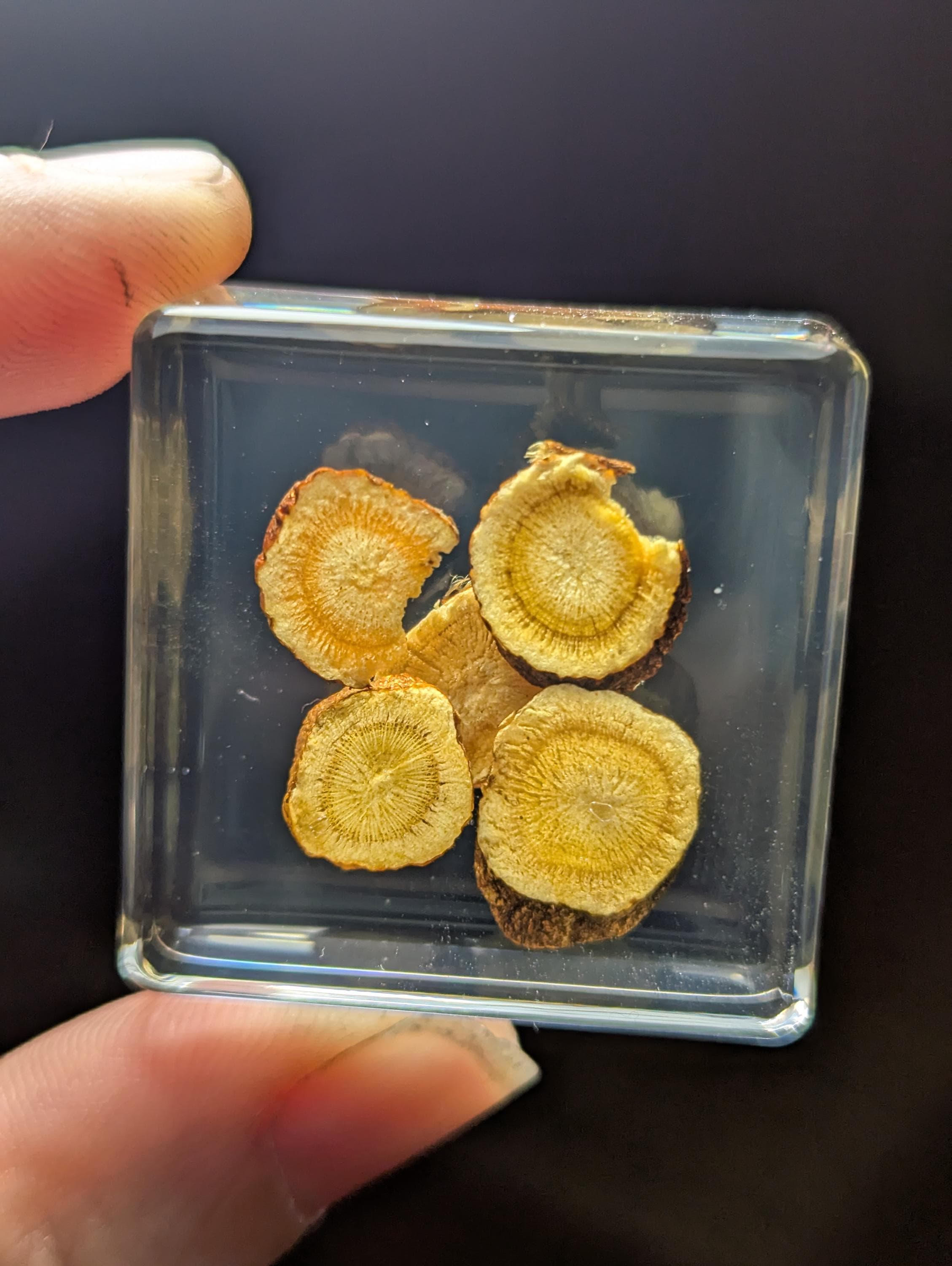 Licorice Root, Preserved in Resin, Collectible Modern Day Plant Fossil