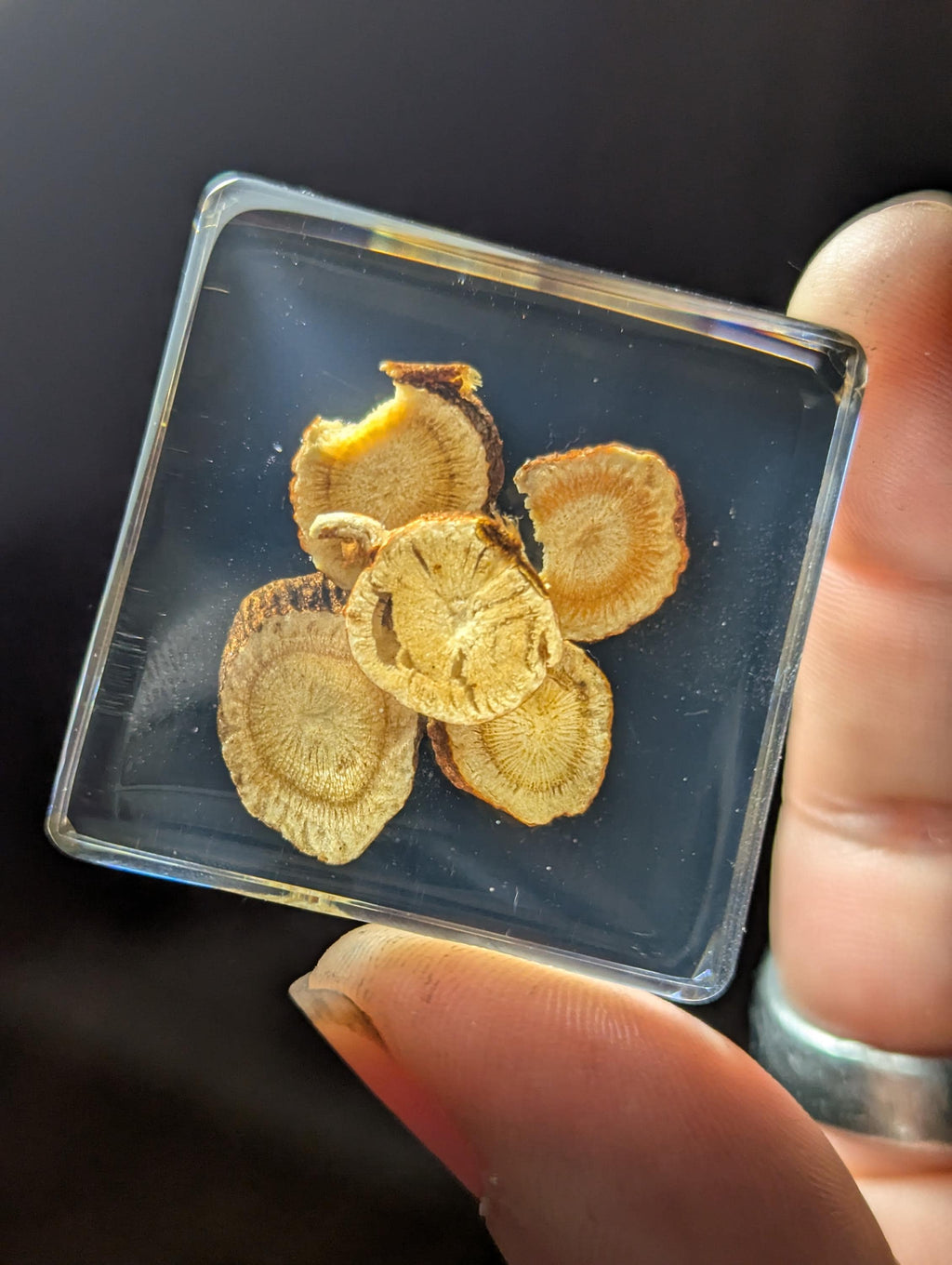 Licorice Root, Preserved in Resin, Collectible Modern Day Plant Fossil