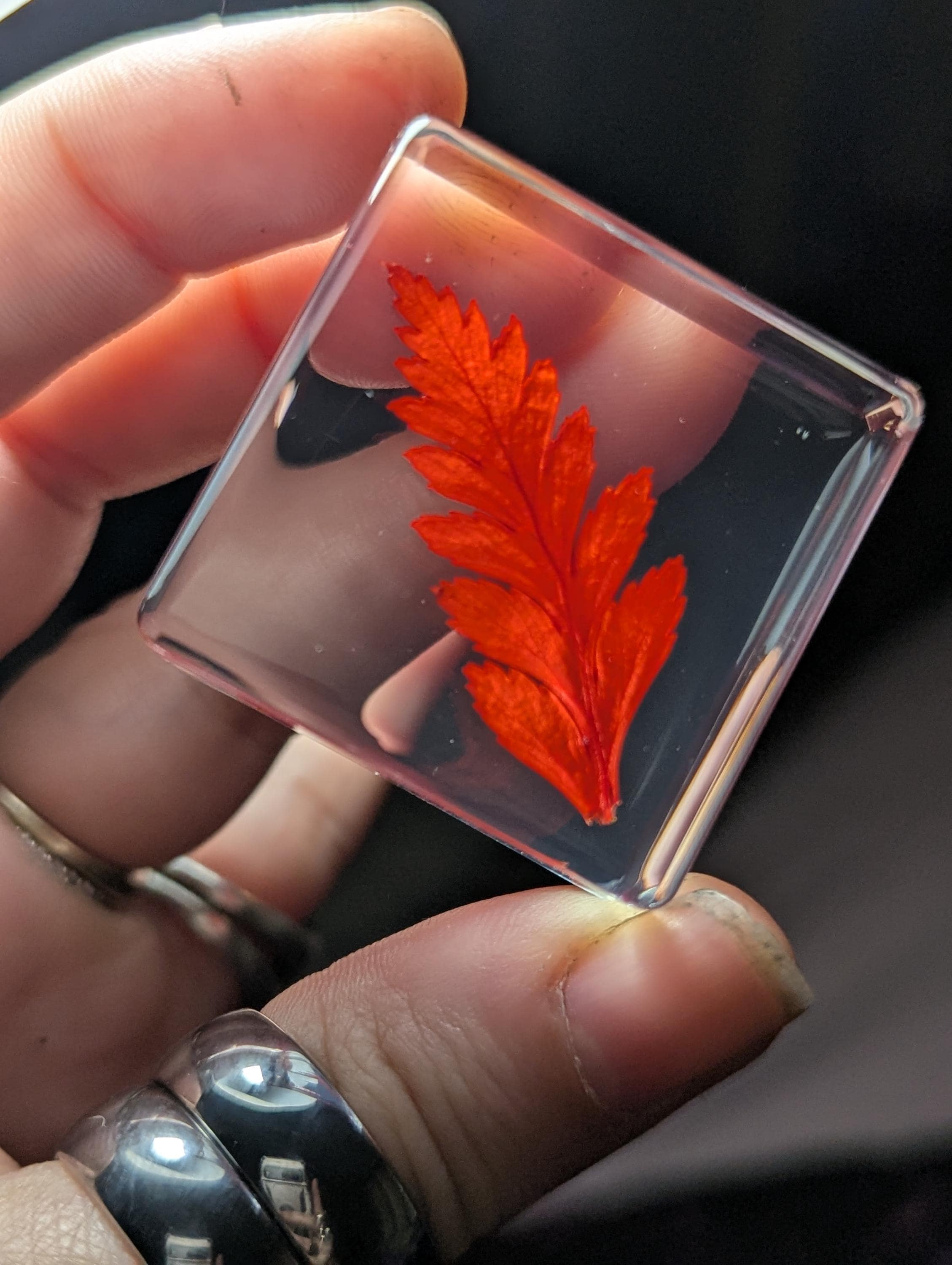 Red Fern Leaf , Preserved in Resin, Collectible Modern Day Plant Fossil