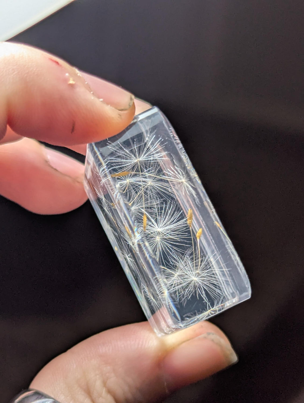 Dandelion Flowers , Preserved in Resin, Collectible Modern Day Plant Fossil