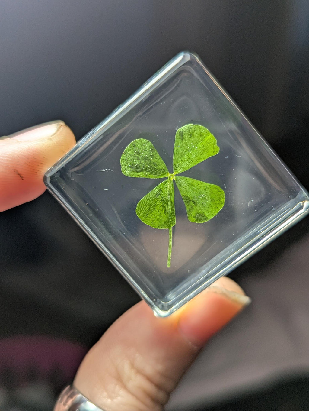 Four Leaf Clover , Preserved in Resin, Collectible Modern Day Plant Fossil