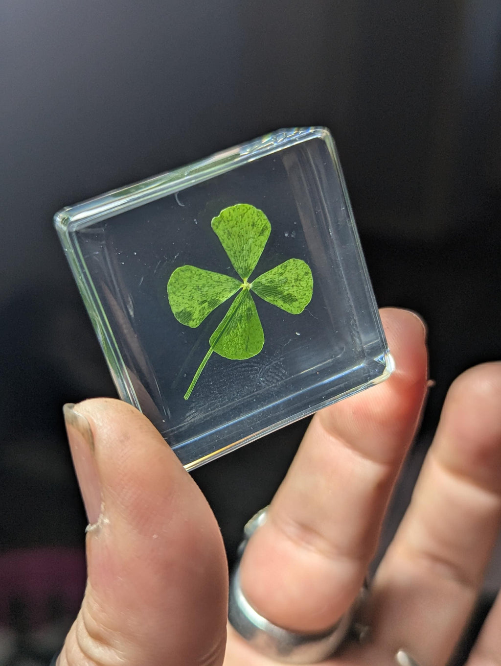 Four Leaf Clover , Preserved in Resin, Collectible Modern Day Plant Fossil