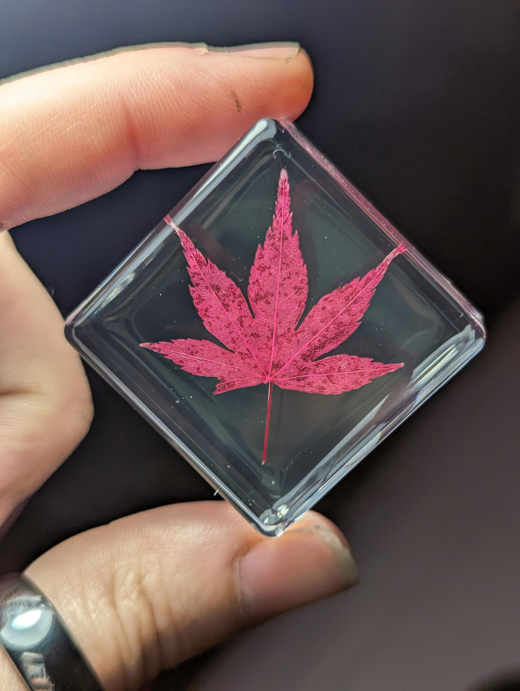 Red Maple Leaf , Preserved in Resin, Collectible Modern Day Plant Fossil