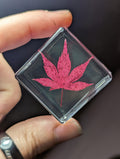 Red Maple Leaf , Preserved in Resin, Collectible Modern Day Plant Fossil