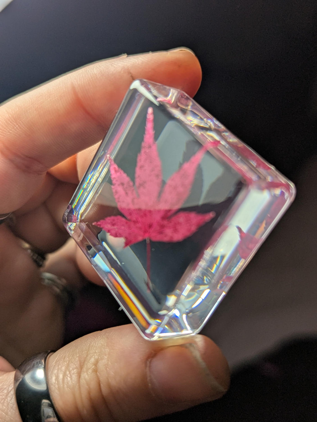 Red Maple Leaf , Preserved in Resin, Collectible Modern Day Plant Fossil