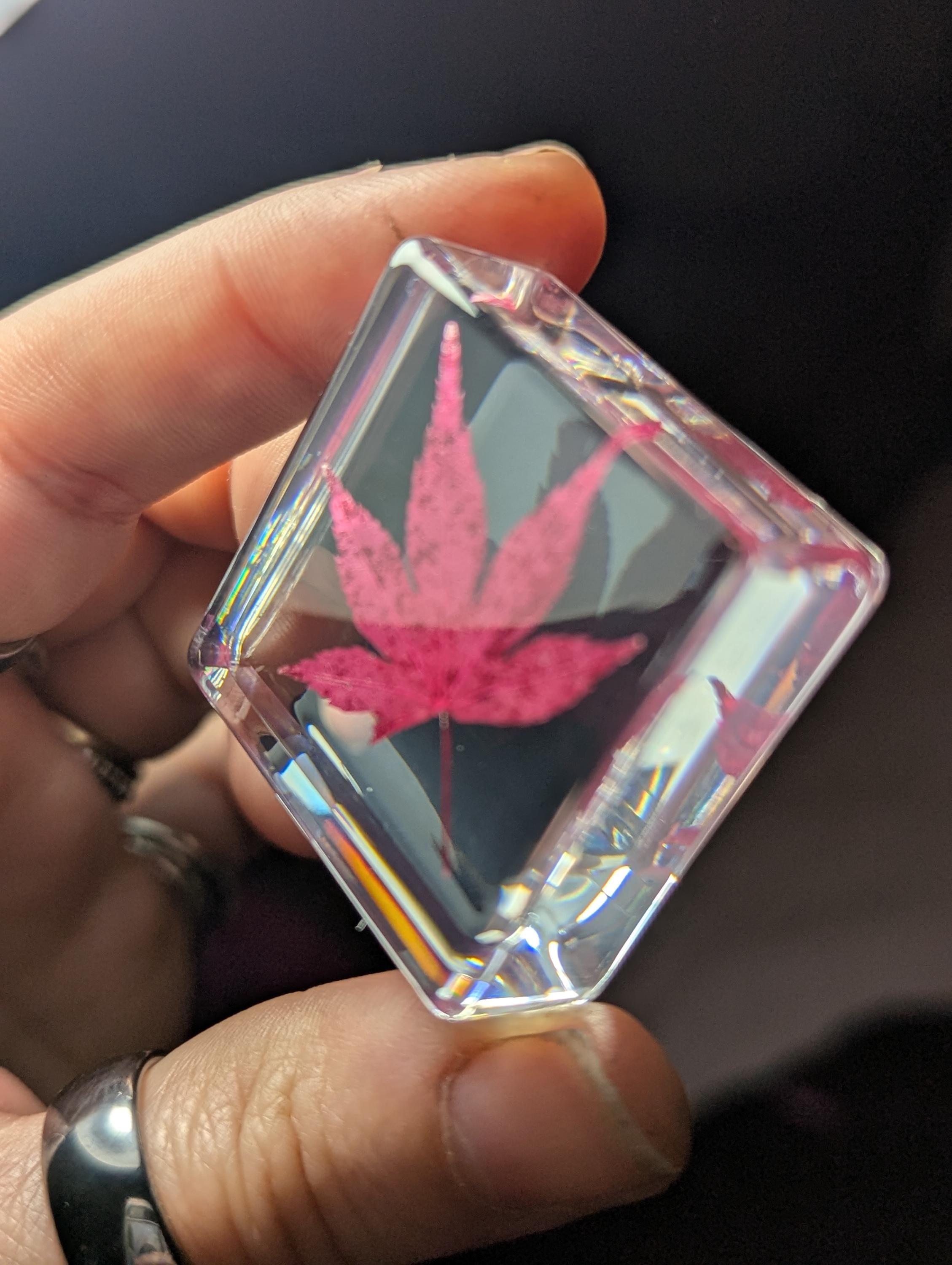 Red Maple Leaf , Preserved in Resin, Collectible Modern Day Plant Fossil