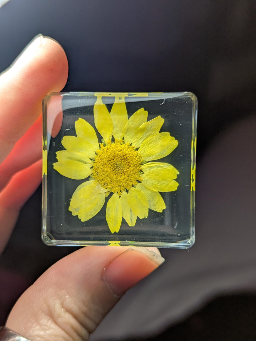 Yellow Daisy Flower , Preserved in Resin, Collectible Modern Day Plant Fossil