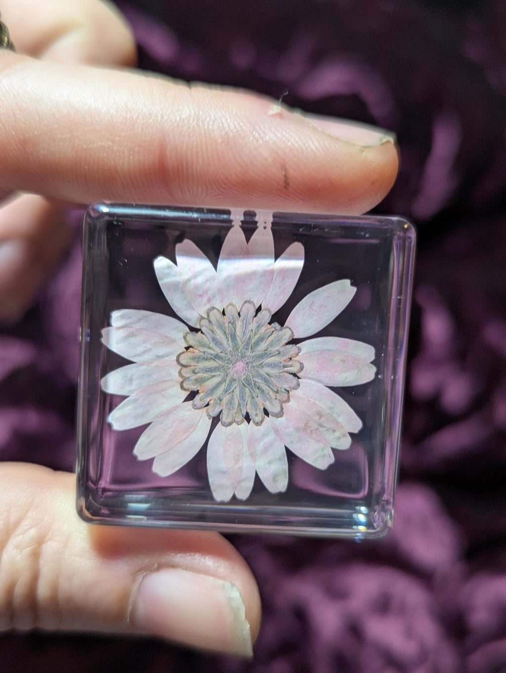 Pink Snowland Daisy Flower , Preserved in Resin, Collectible Modern Day Plant Fossil