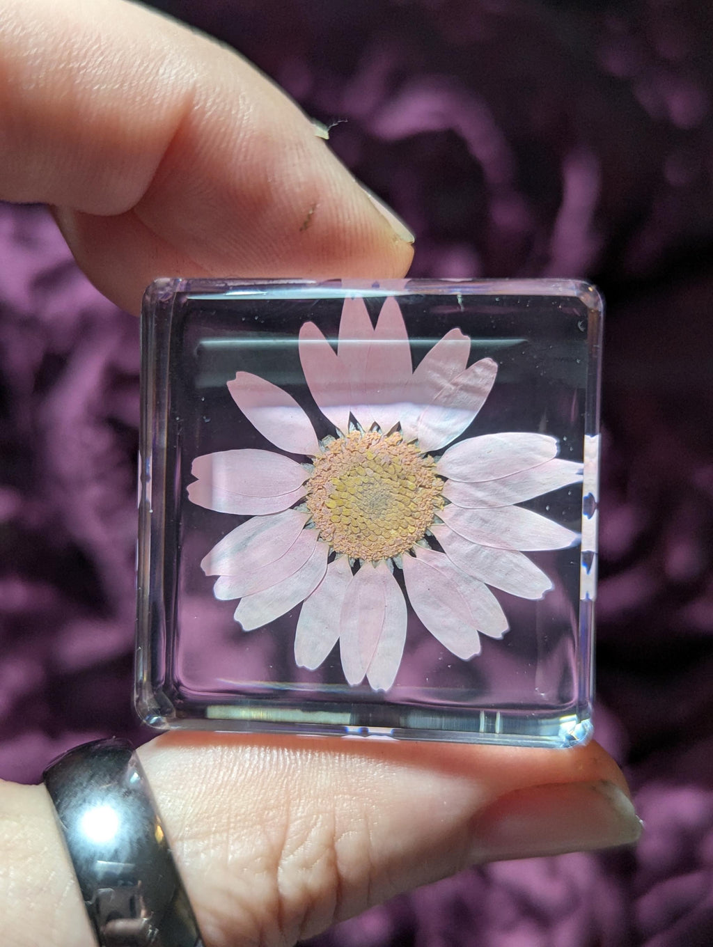 Pink Snowland Daisy Flower , Preserved in Resin, Collectible Modern Day Plant Fossil