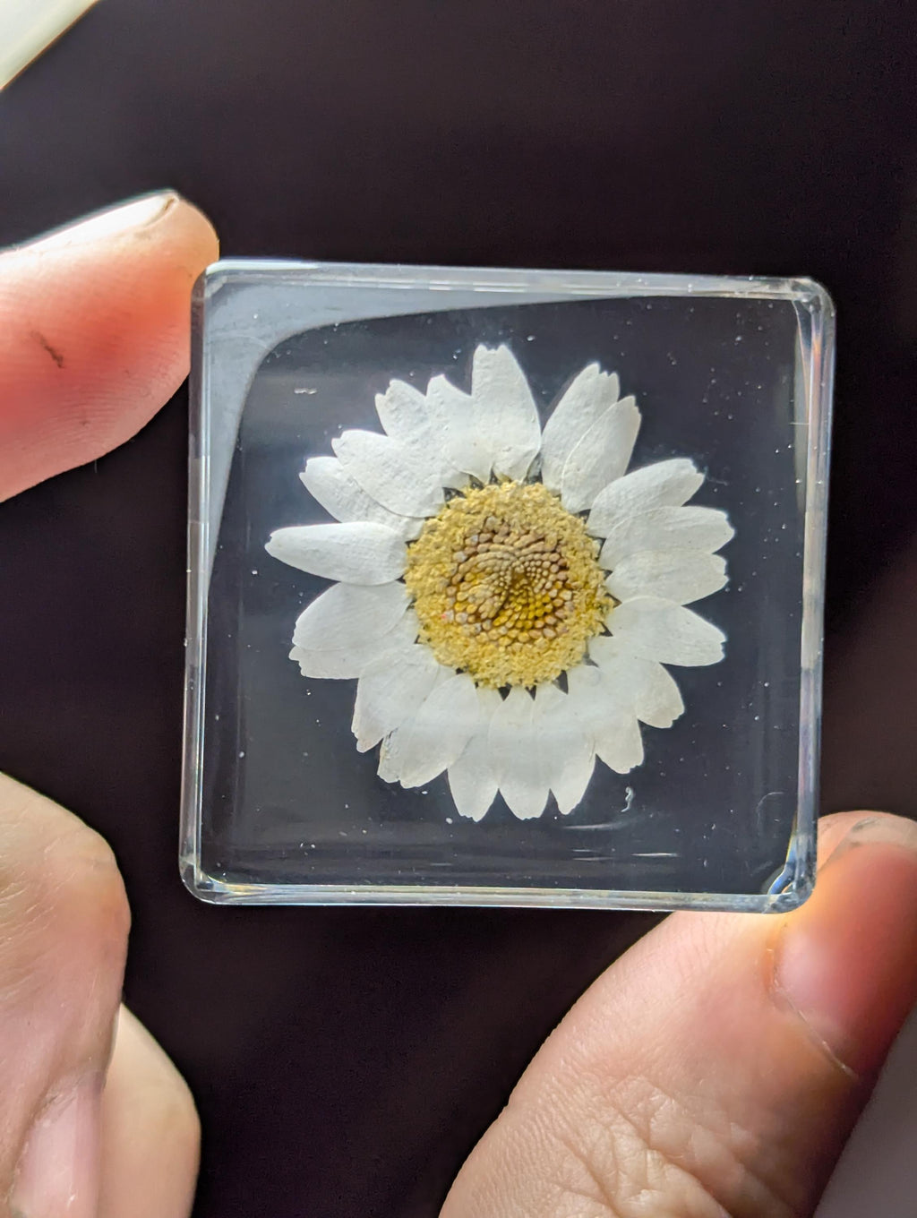 White Daisy Flower , Preserved in Resin, Collectible Modern Day Plant Fossil