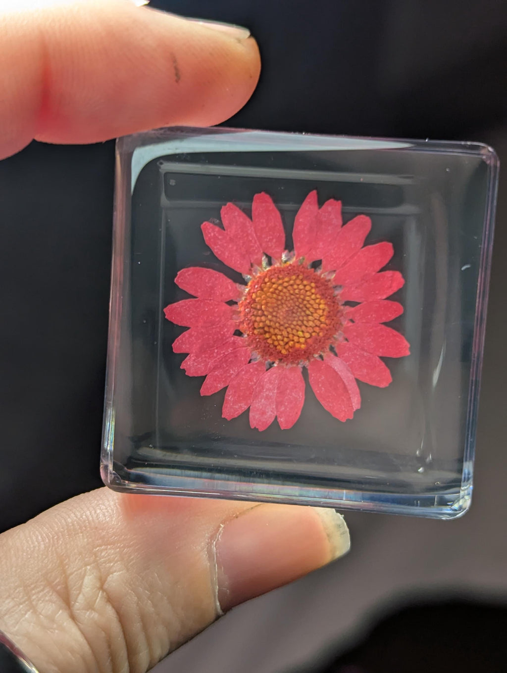 Red Daisy Flower , Preserved in Resin, Collectible Modern Day Plant Fossil