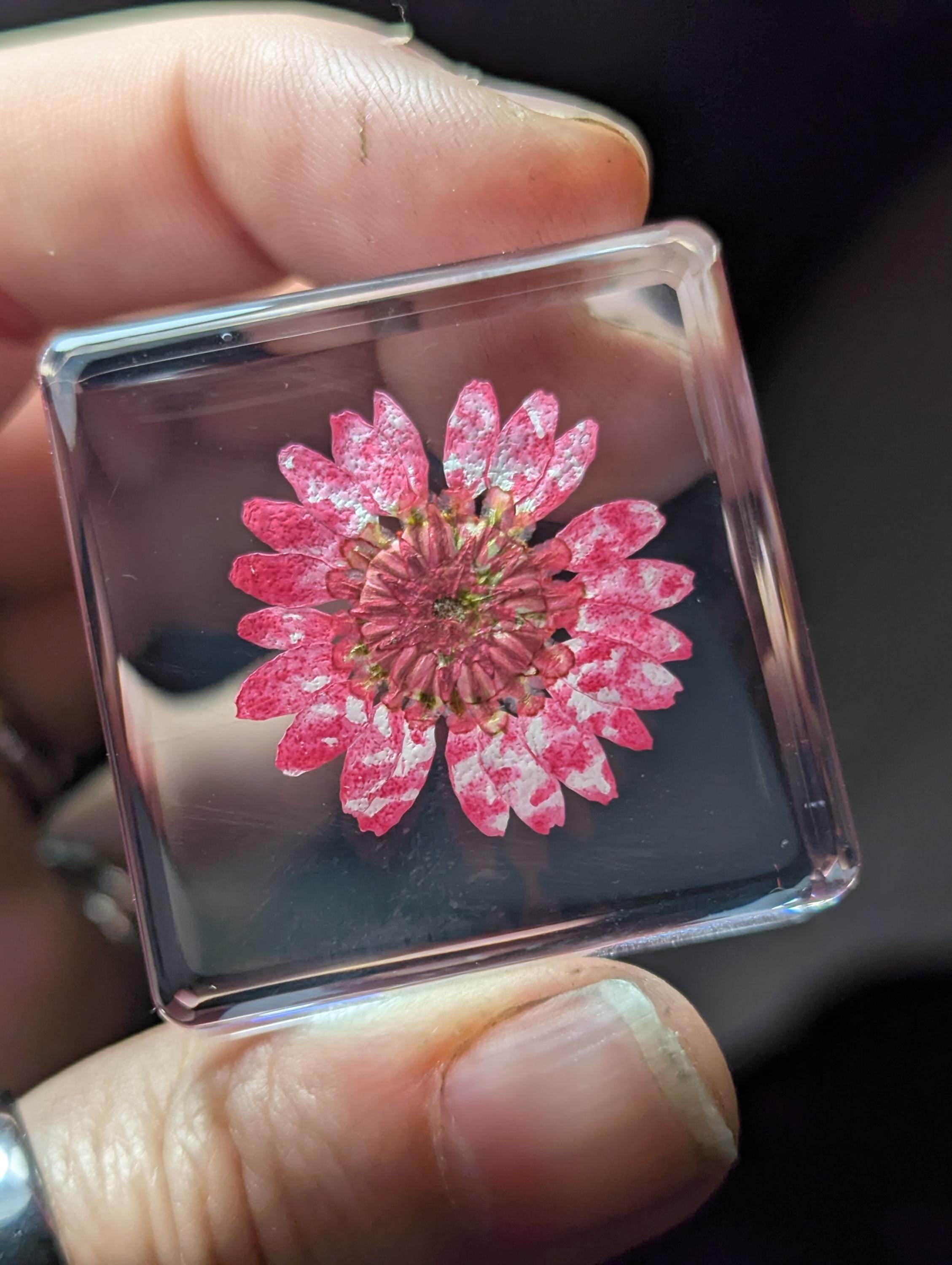 Red Daisy Flower , Preserved in Resin, Collectible Modern Day Plant Fossil