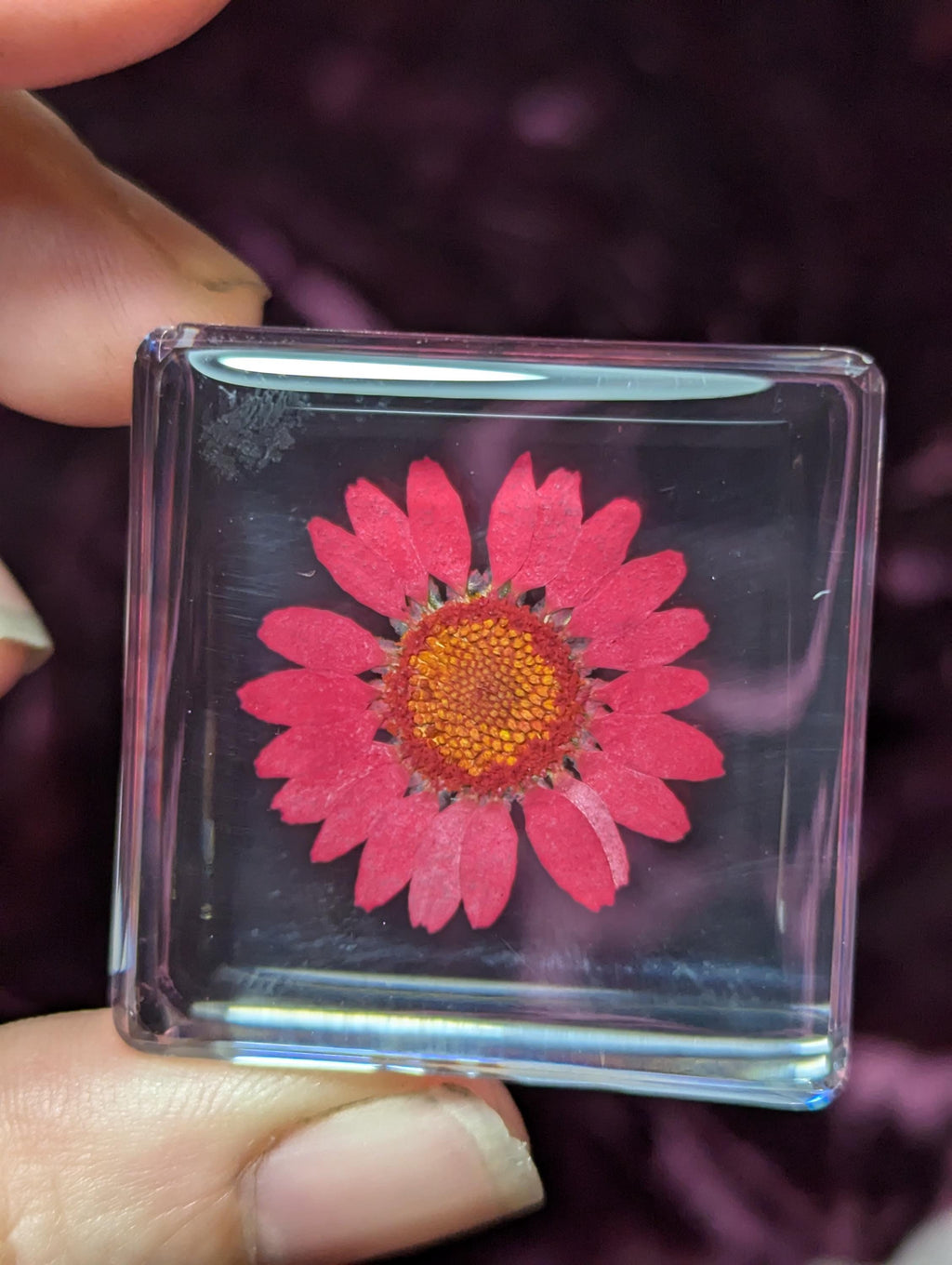 Red Daisy Flower , Preserved in Resin, Collectible Modern Day Plant Fossil