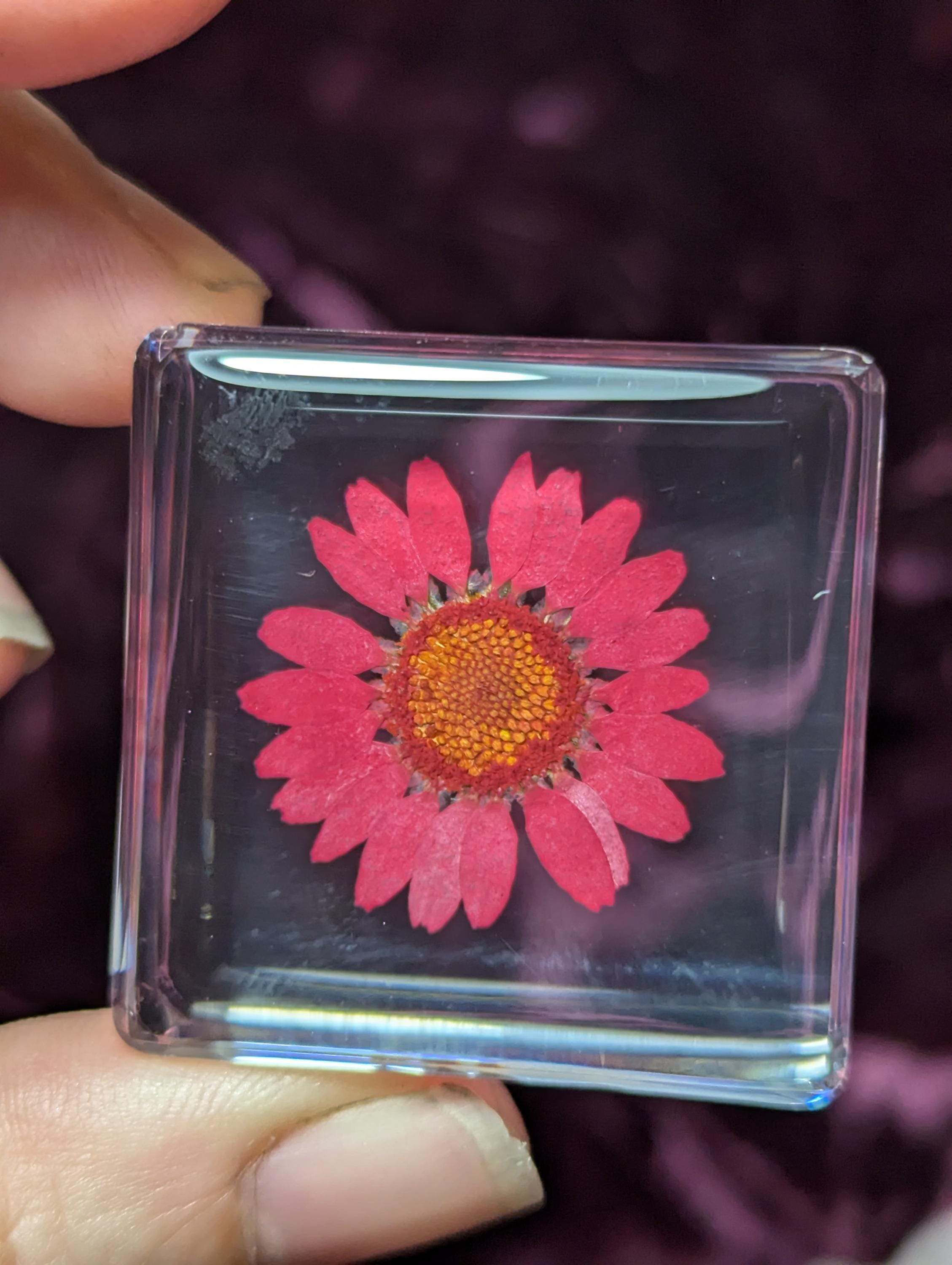 Red Daisy Flower , Preserved in Resin, Collectible Modern Day Plant Fossil