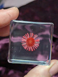 Red Chrysanthemum Flower , Preserved in Resin, Collectible Modern Day Plant Fossil