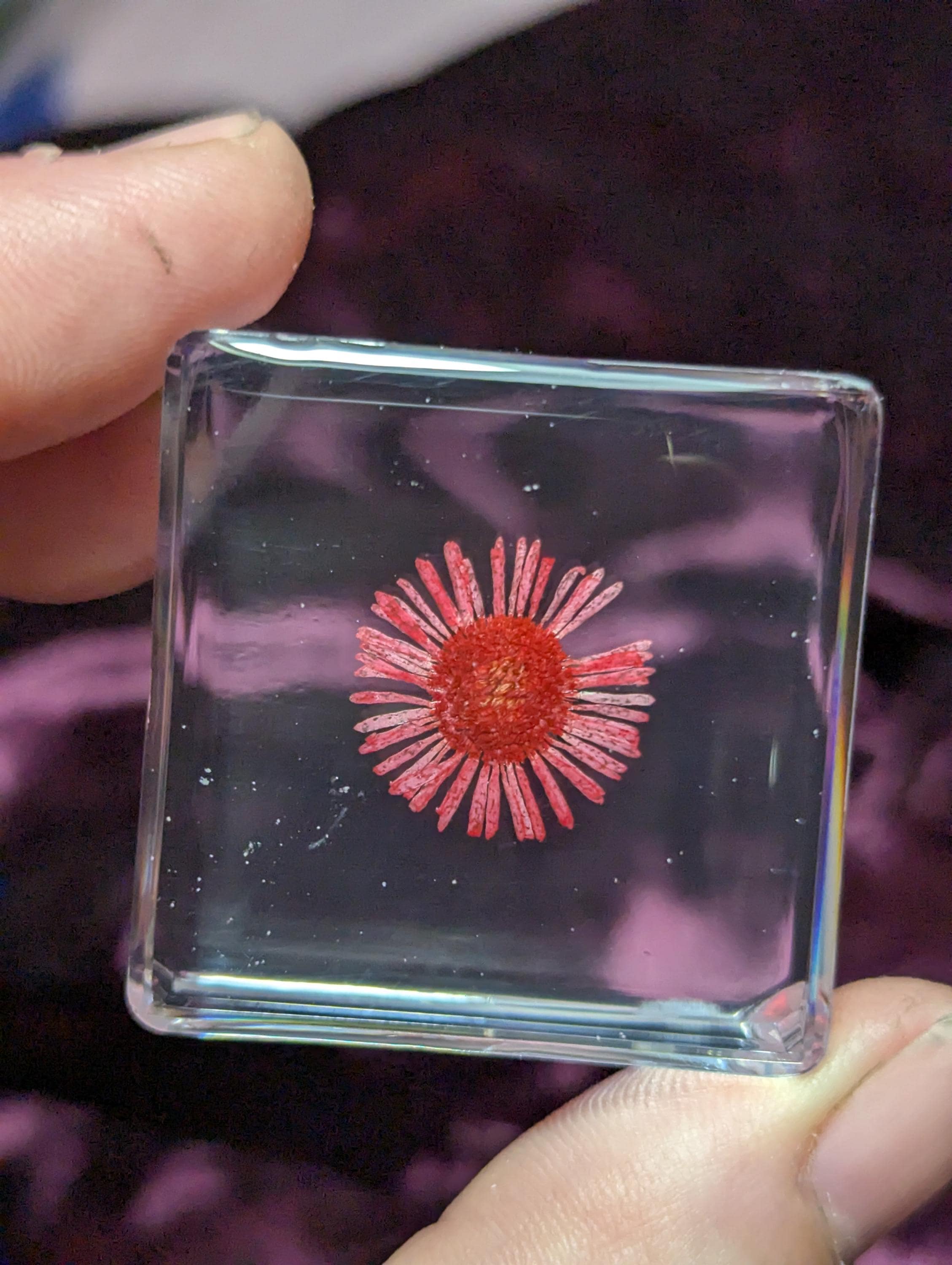 Red Chrysanthemum Flower , Preserved in Resin, Collectible Modern Day Plant Fossil