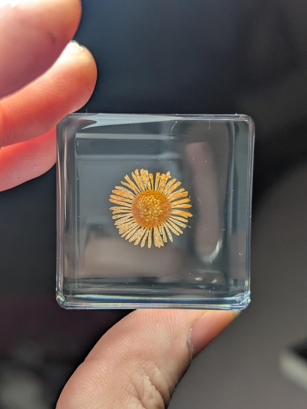 Orange Chrysanthemum Flower , Preserved in Resin, Collectible Modern Day Plant Fossil