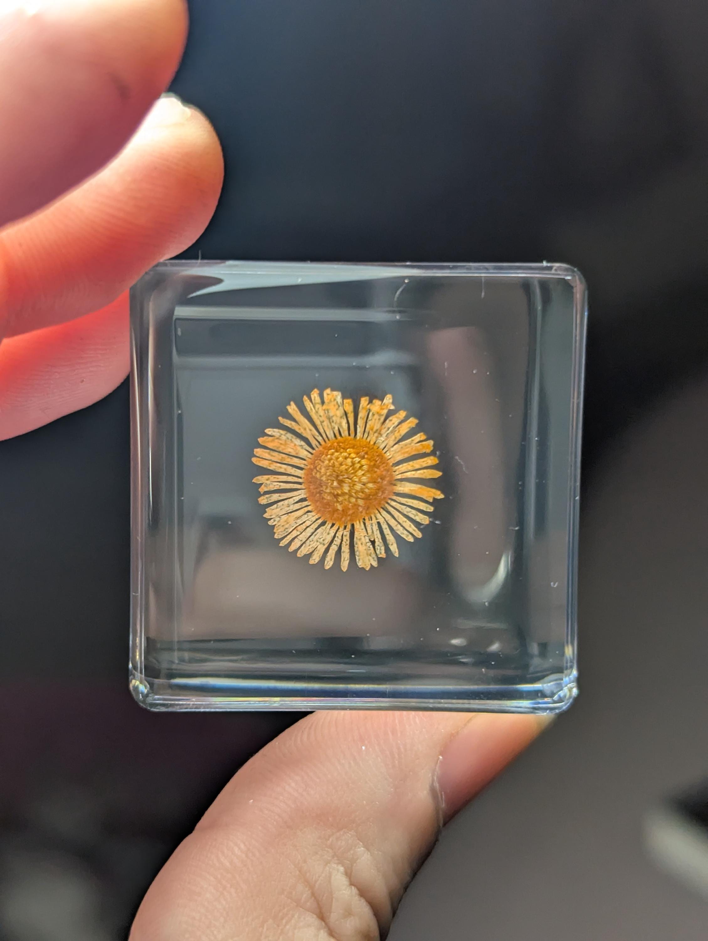 Orange Chrysanthemum Flower , Preserved in Resin, Collectible Modern Day Plant Fossil